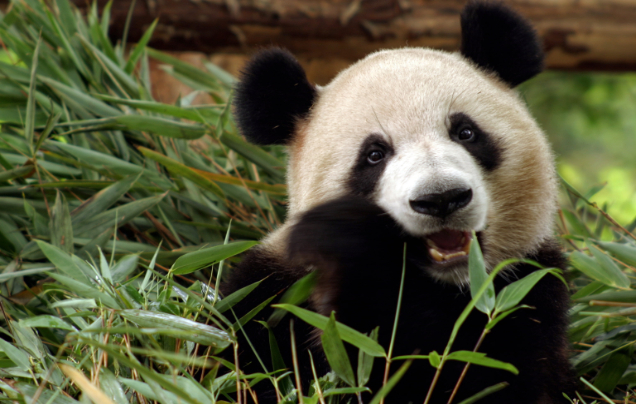 Day 9: Pandas!