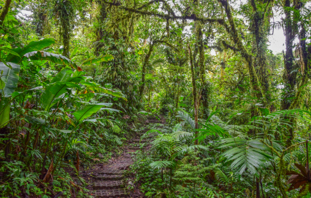 Day 7: Cloud Forest & Rural Traditions
