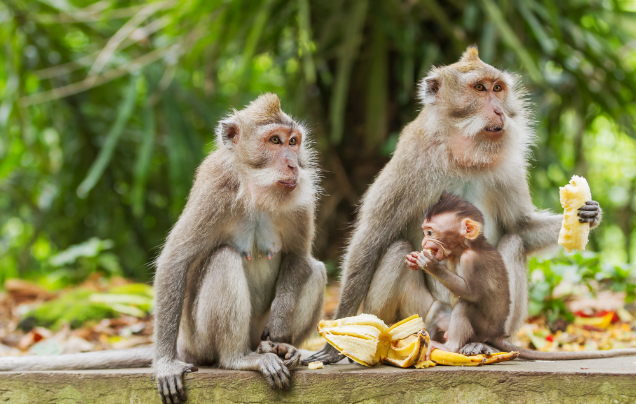 Day 22: Explore Ubud