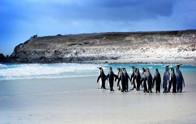 Day 14: Cruise – Falkland Islands