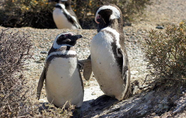 Day 12: Cruise – Puerto Madryn