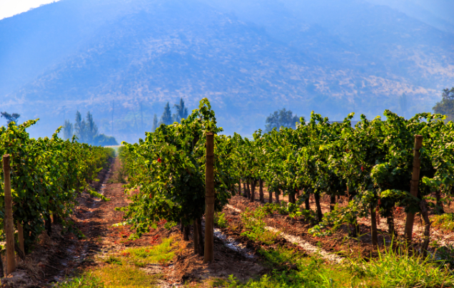 Day 25: Maipo Valley
