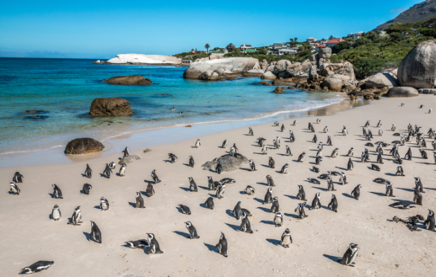 Day 17: Arrive Cape Town
