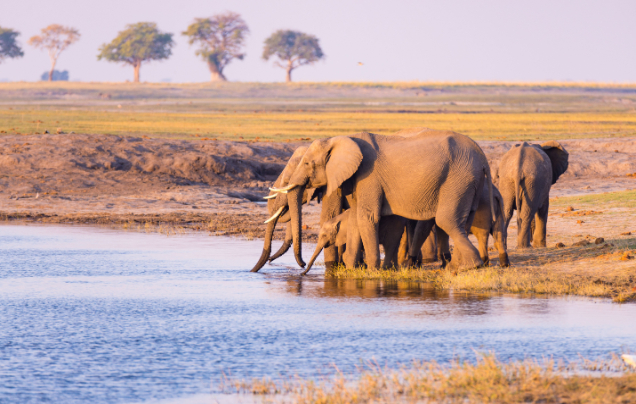 Ultimate Africa: Ocean, Rail & Safari