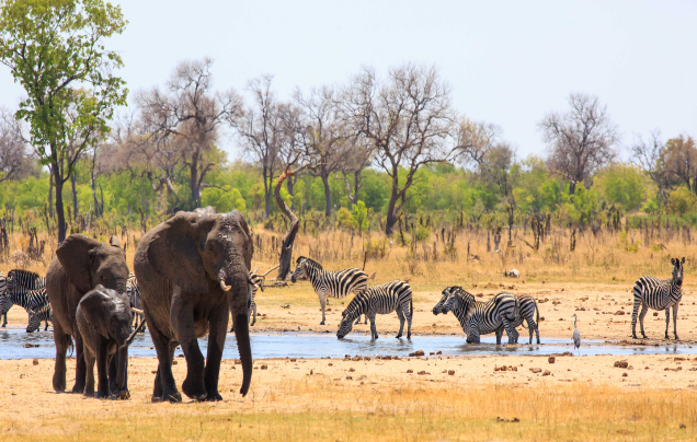 Day 21: Rovos - Hwange National Park