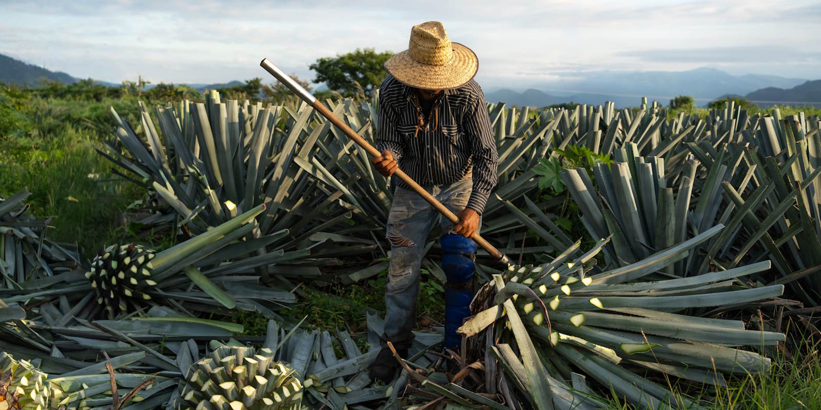 Tequila