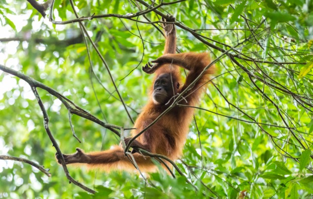 Day 4: Gunung Leuser National Park