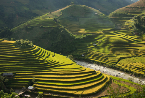 Pearls of the Philippines