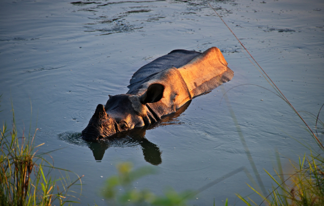 Day 7: Safari in Chitwan National Park
