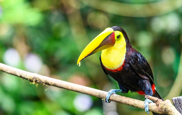 Day 8: Amazon (Wildlife Rescue Centre)
