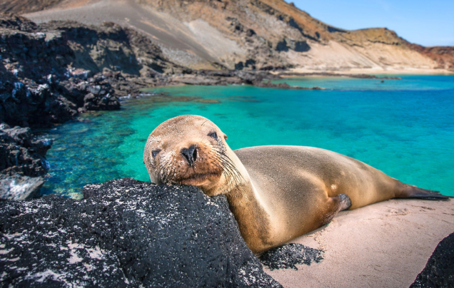Day 11: Galápagos (Isla Lobos)