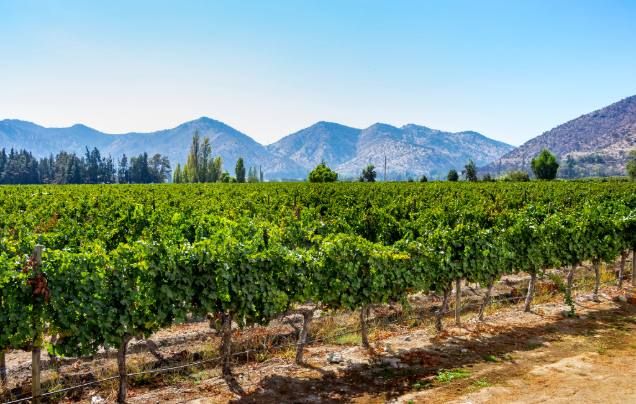 Day 12: Maipo Valley at Leisure