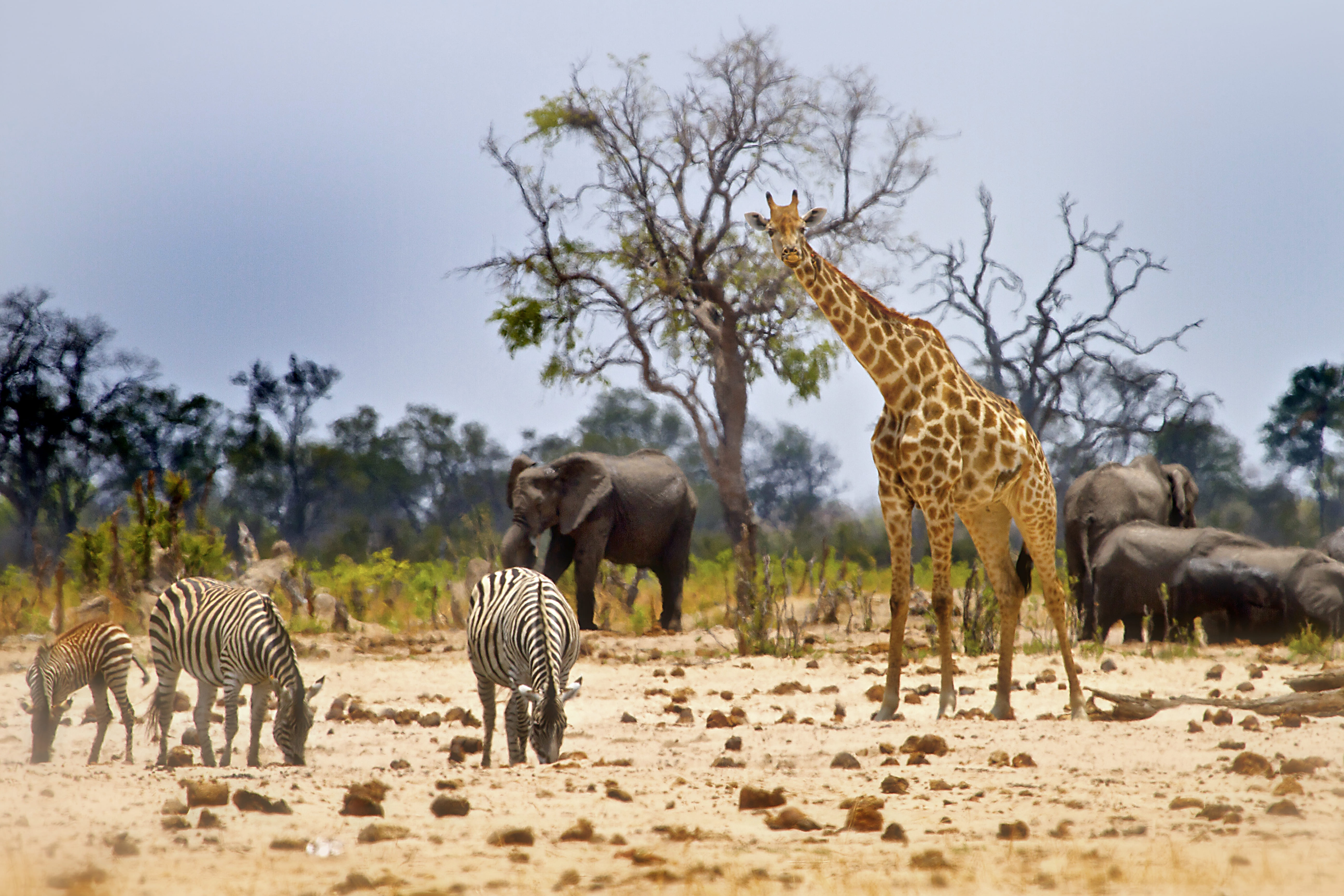 Day 5: Gqeberha – Addo Region
