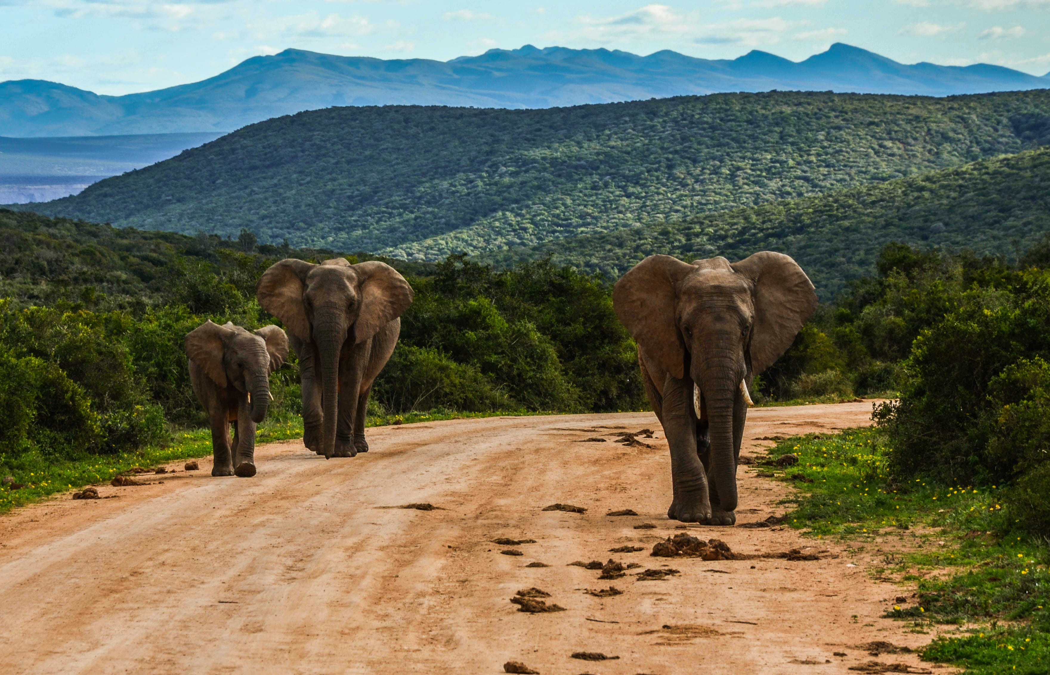 Day 6: Addo Region