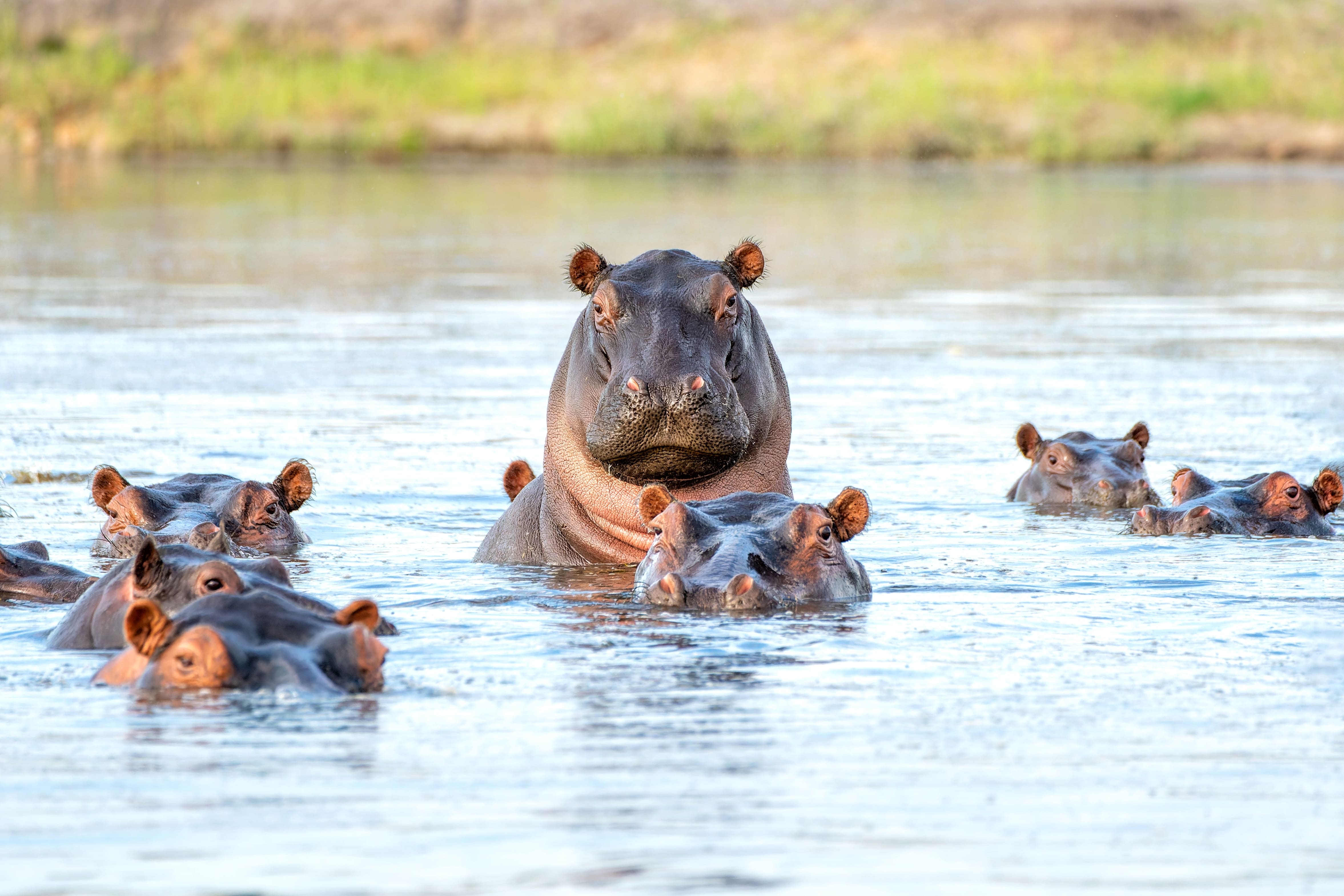 Day 5: Victoria Falls - Chobe National Park (Kasane)