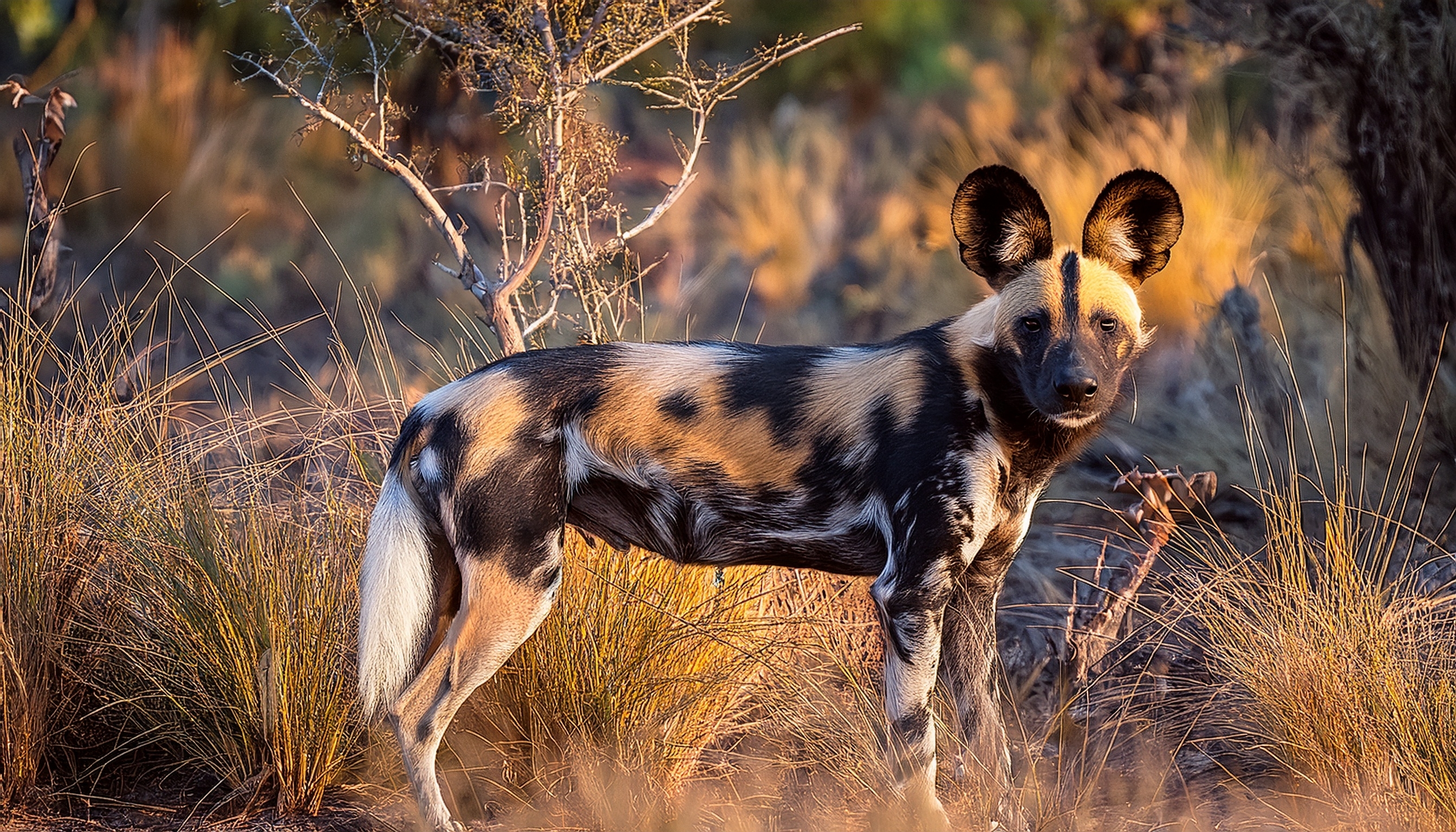 Day 9: Hwange National Park