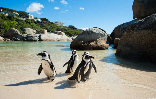 Day 13: Cape Peninsula