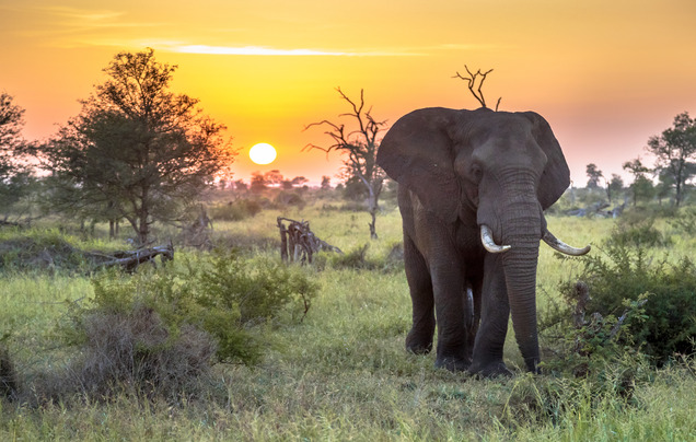 Day 6: Safari Greater Kruger National Park