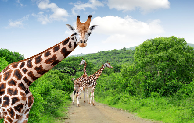 Day 5: Greater Kruger National Park