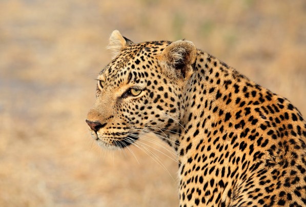 Day 6: Greater Kruger National Park