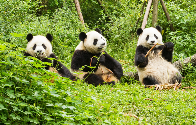 Day 2: Panda Conservation Centre