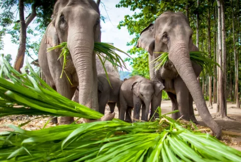 Thailand & Laos Adventure