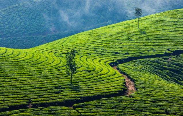 Day 10: Munnar