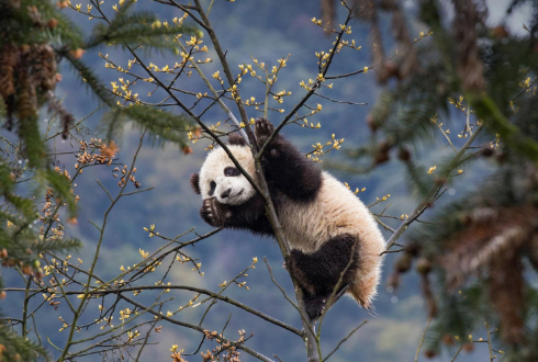 In Pursuit of Pandas