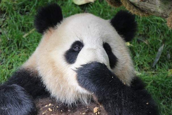 Day 8: Dujiangyuan Panda Base