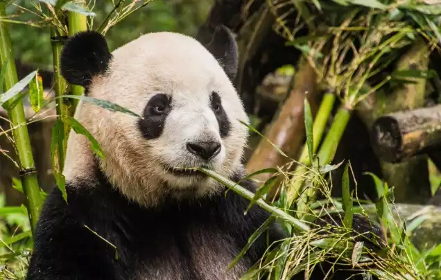 Day 10: Giant Pandas